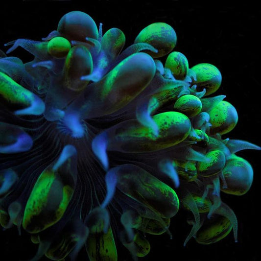 The Art of Coral Feeding: Broadcast vs. Target Feeding Explained