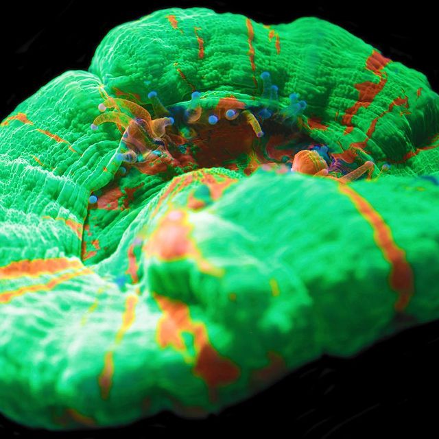 Understanding Coral Nutrition: What Your Reef Is Really Eating