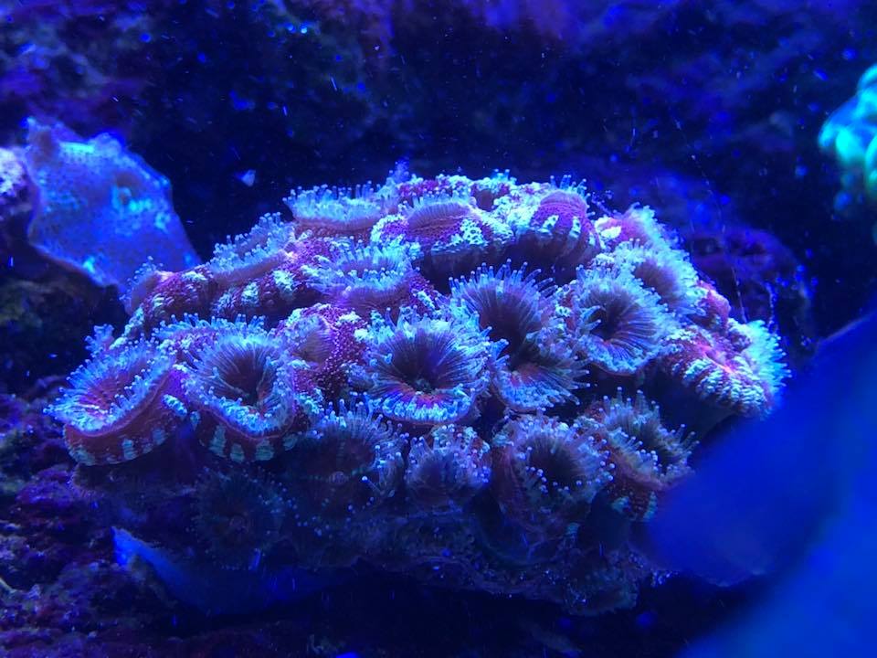 🪸 Feed Like Nature Intended — The Three-Layer Coral Diet