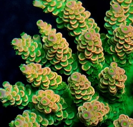 Feeding Without Nutrient Problems: How to Nourish Corals Without Sacrificing Water Quality