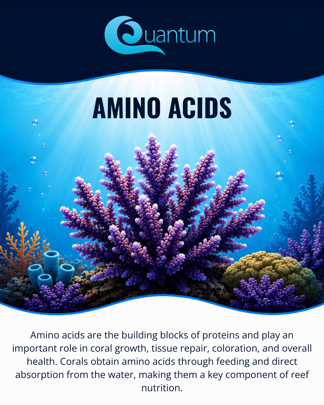 Amino Acids
