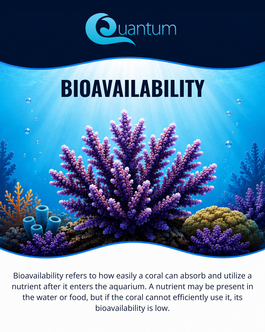 Bioavailability