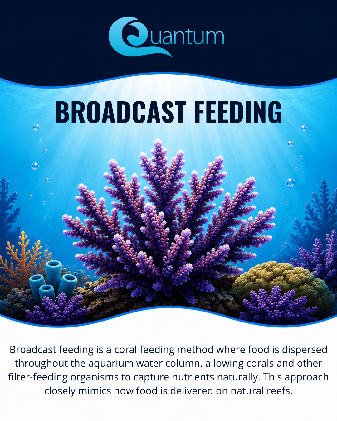 Broadcast Feeding