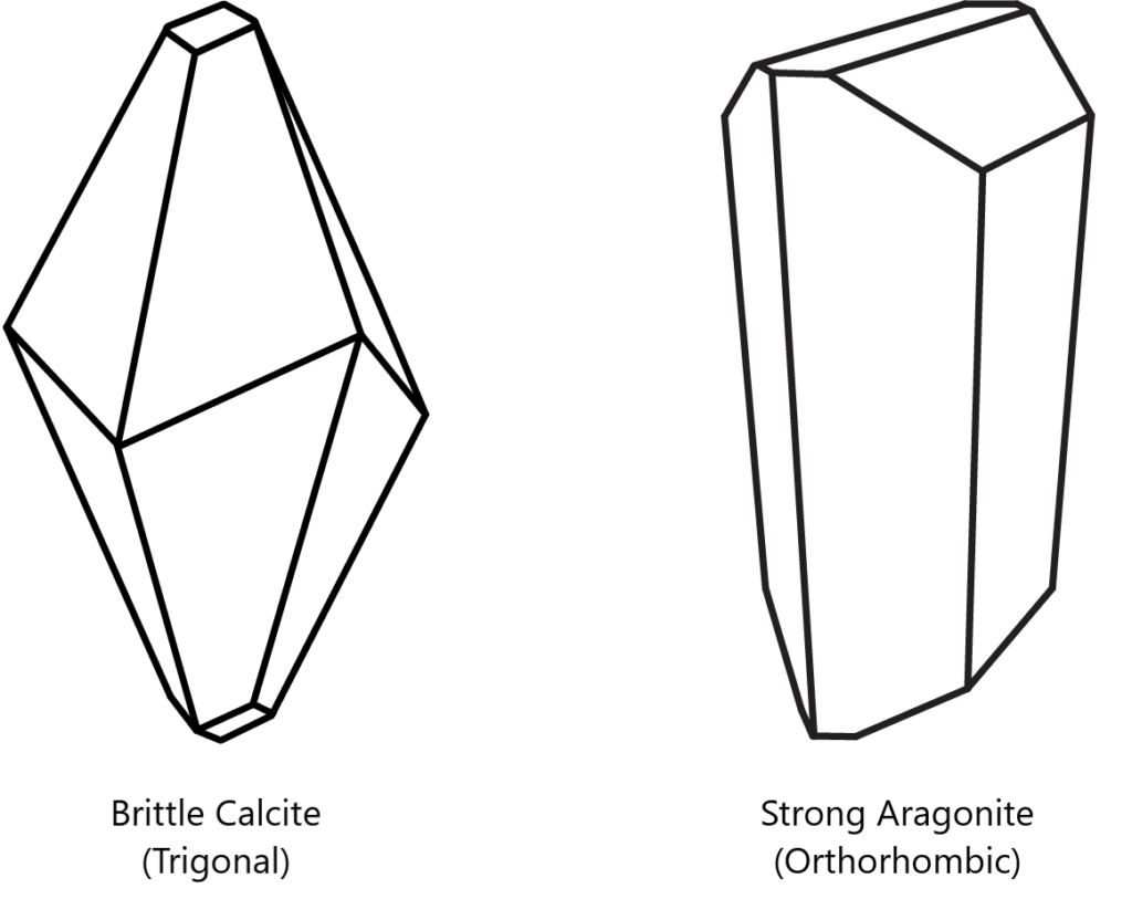 The Science Behind Aragonite: How it Enhances Coral Growth and Resilience