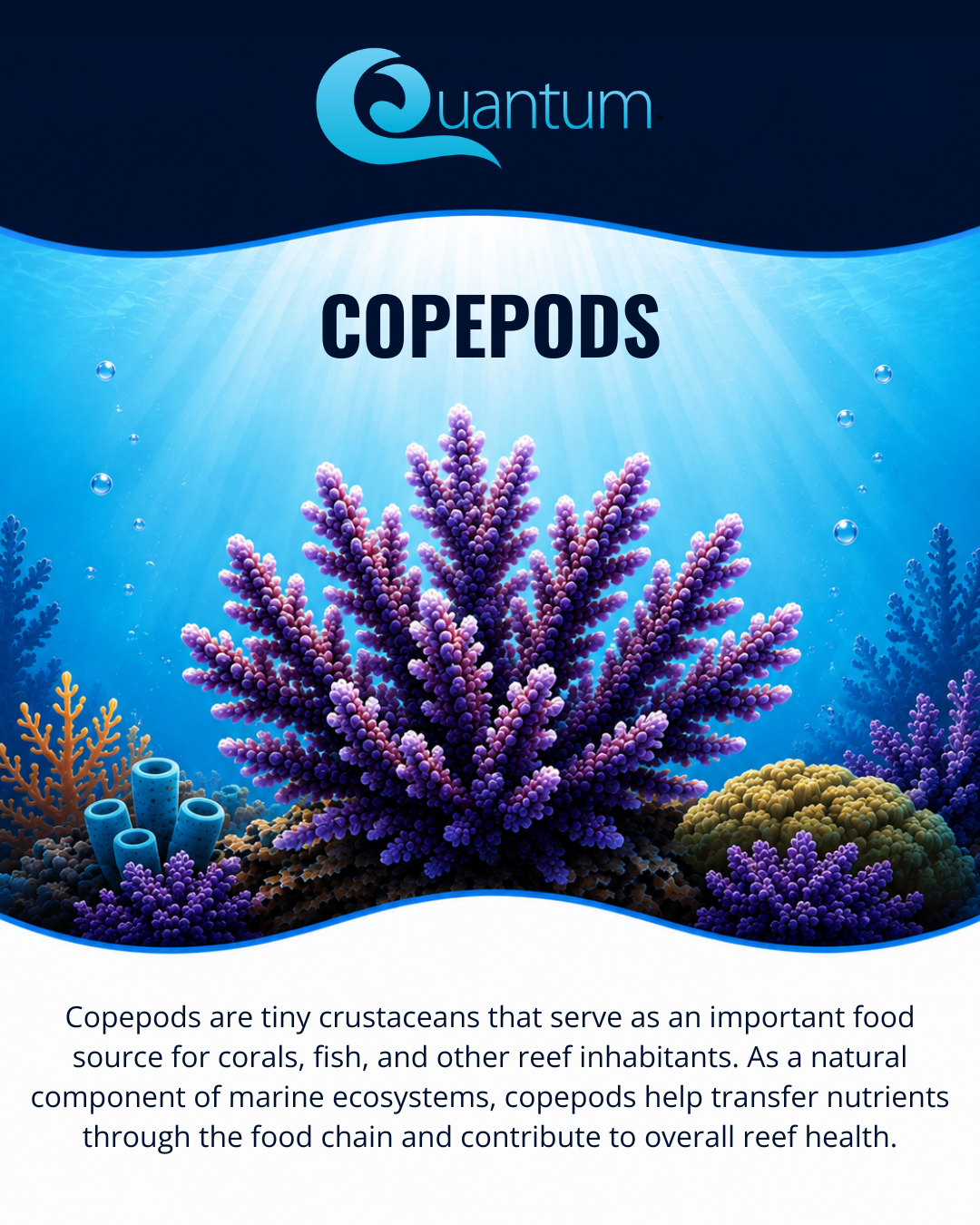 Copepods