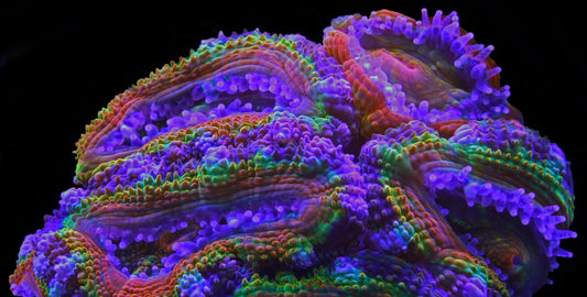 🌊 Clean Nutrition, Zero Excess How to Fuel Corals Without Fueling Algae