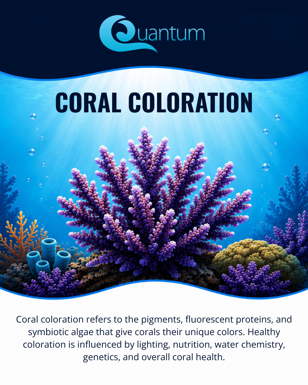 Coral Coloration
