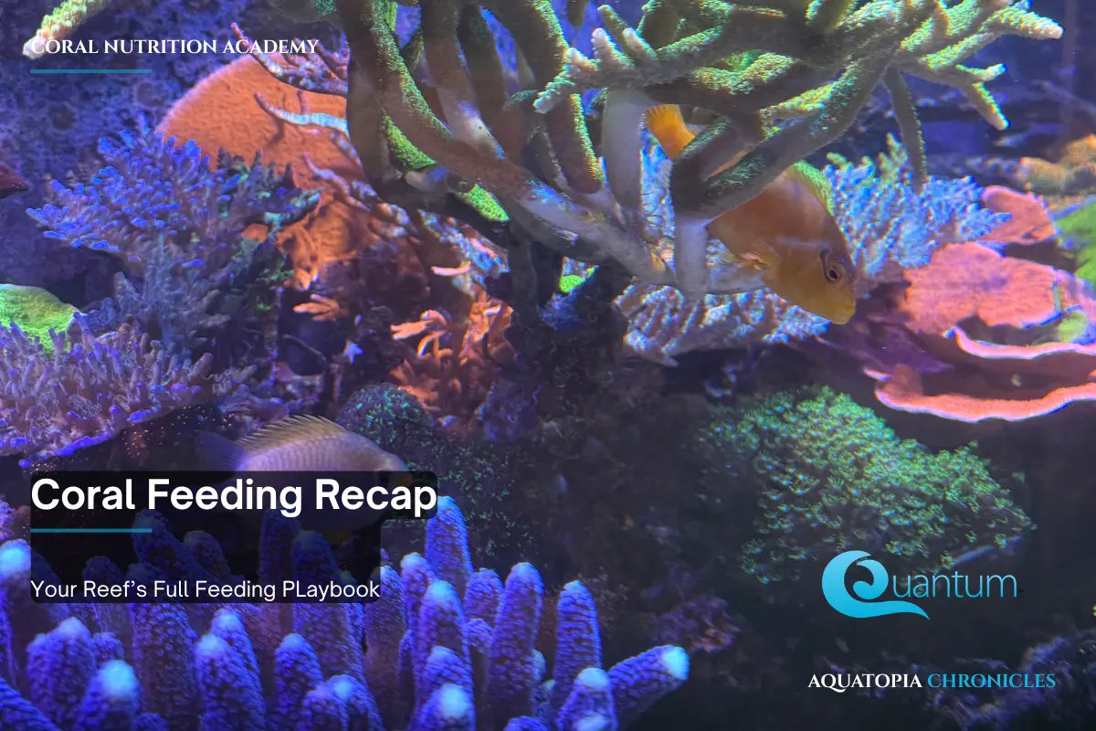 Coral Feeding Academy Recap — Your Reef’s Full Feeding Playbook