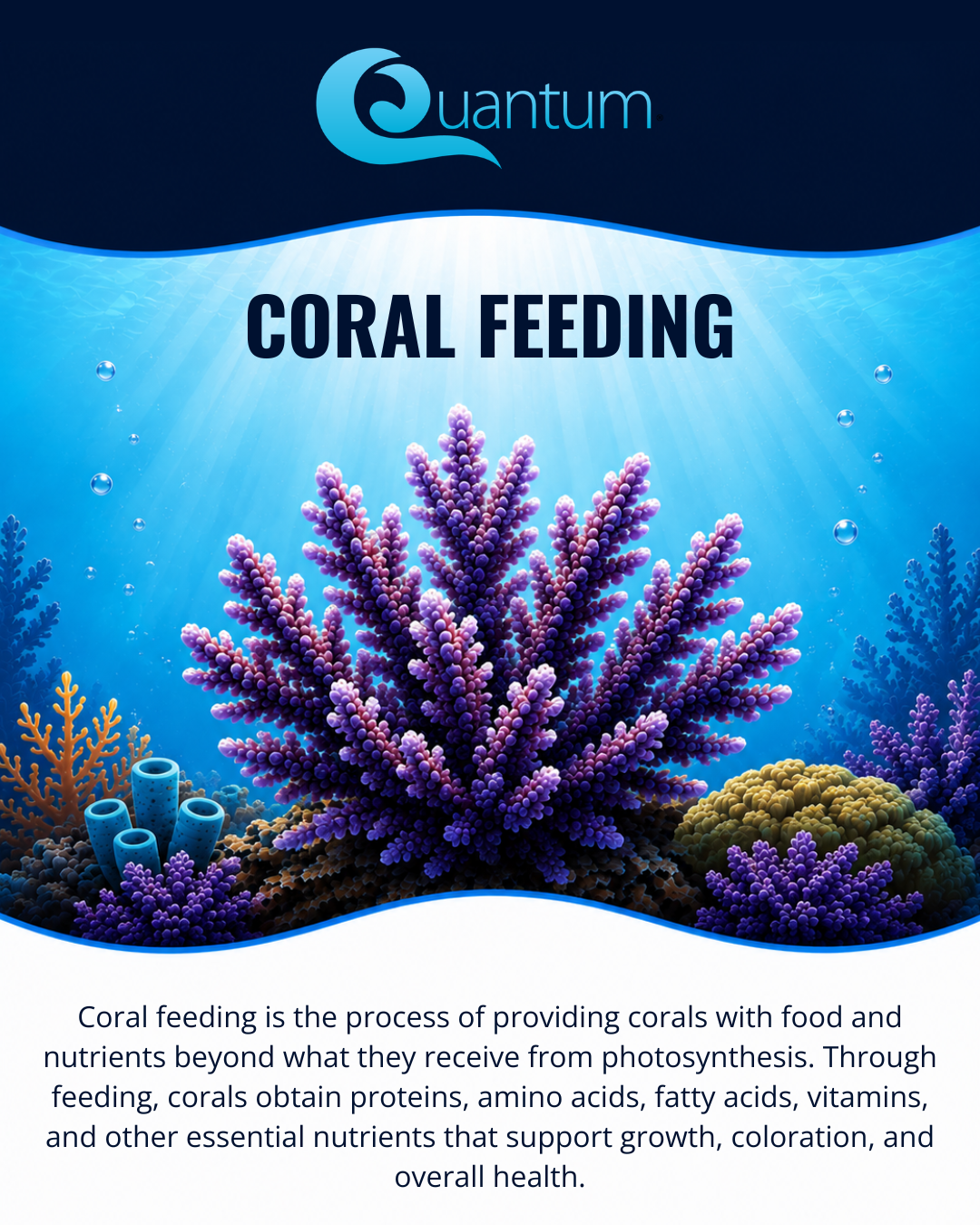 Coral Feeding