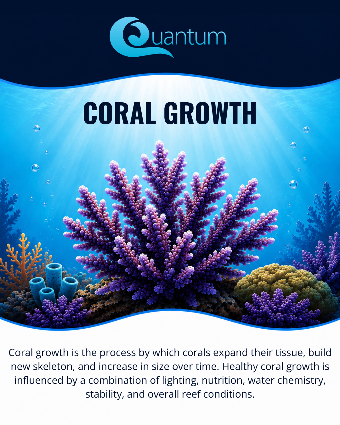 Coral Growth