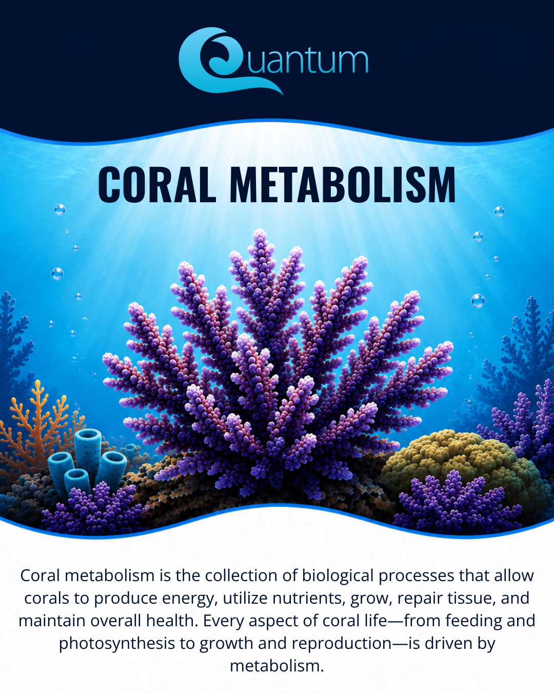 Coral Metabolism