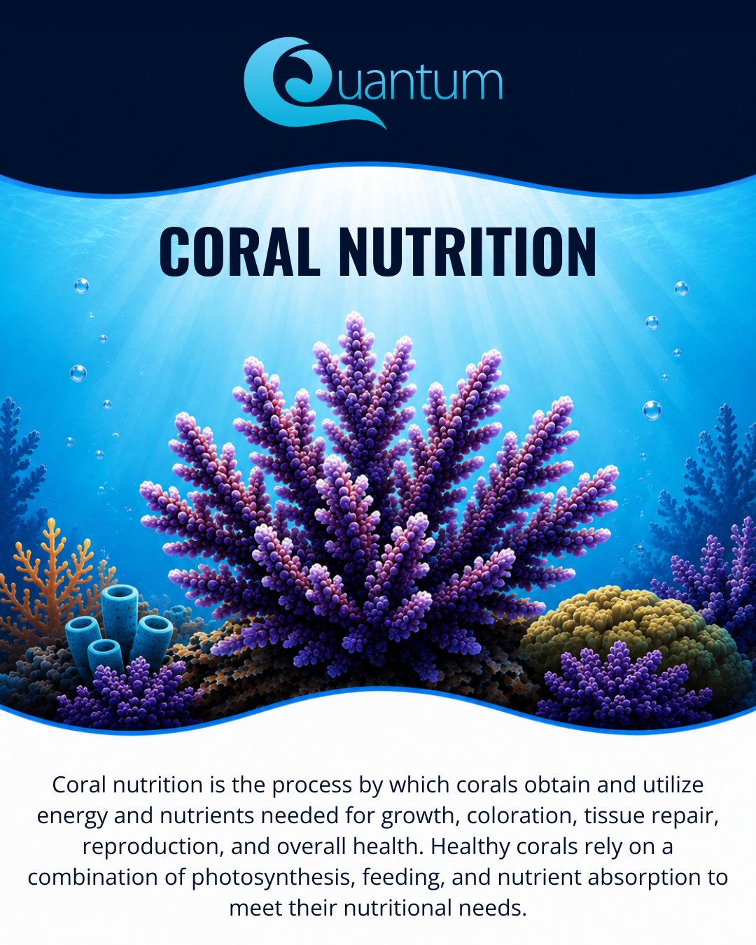 Coral Nutrition