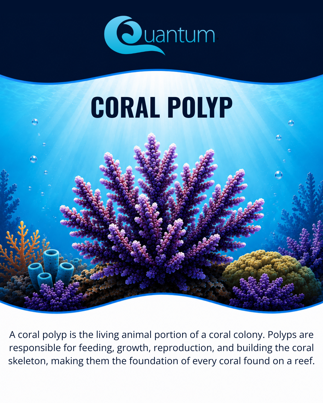Coral Polyp