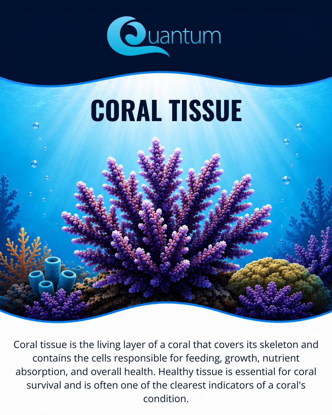 Coral Tissue