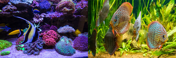 How to Cycle Your Aquarium Quickly and Efficiently