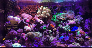 Easy or Control: The Debate Between 2-Part and 6-Part Aquarium Dosing