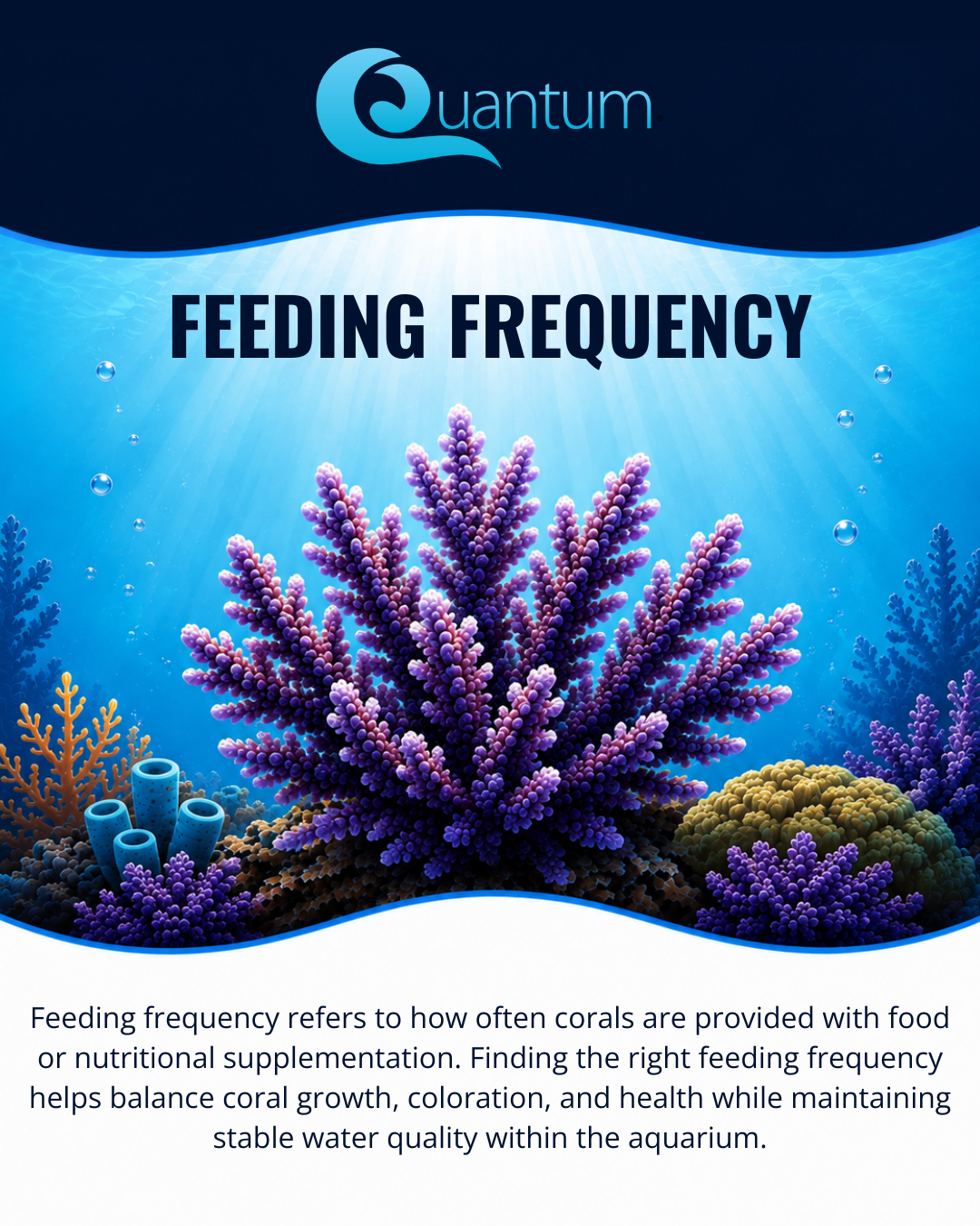 Feeding Frequency