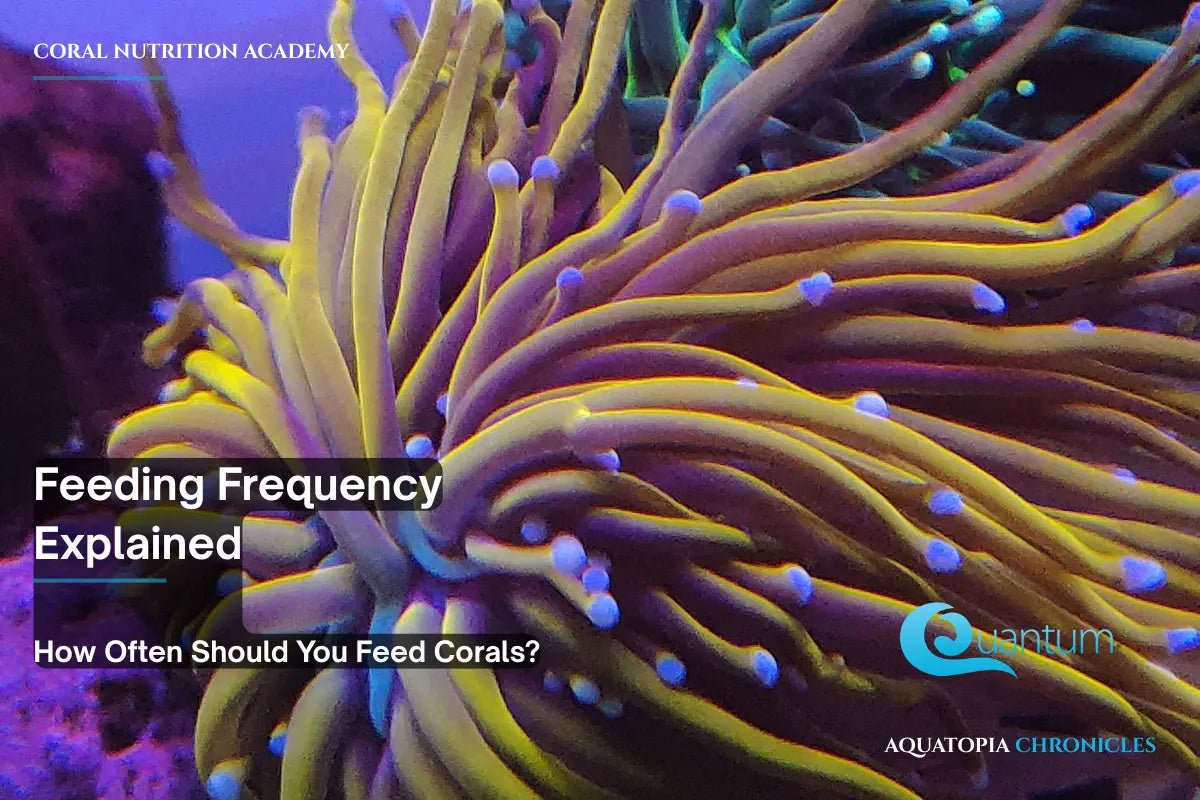Feeding Frequency Explained — How Often Should You Feed Corals?