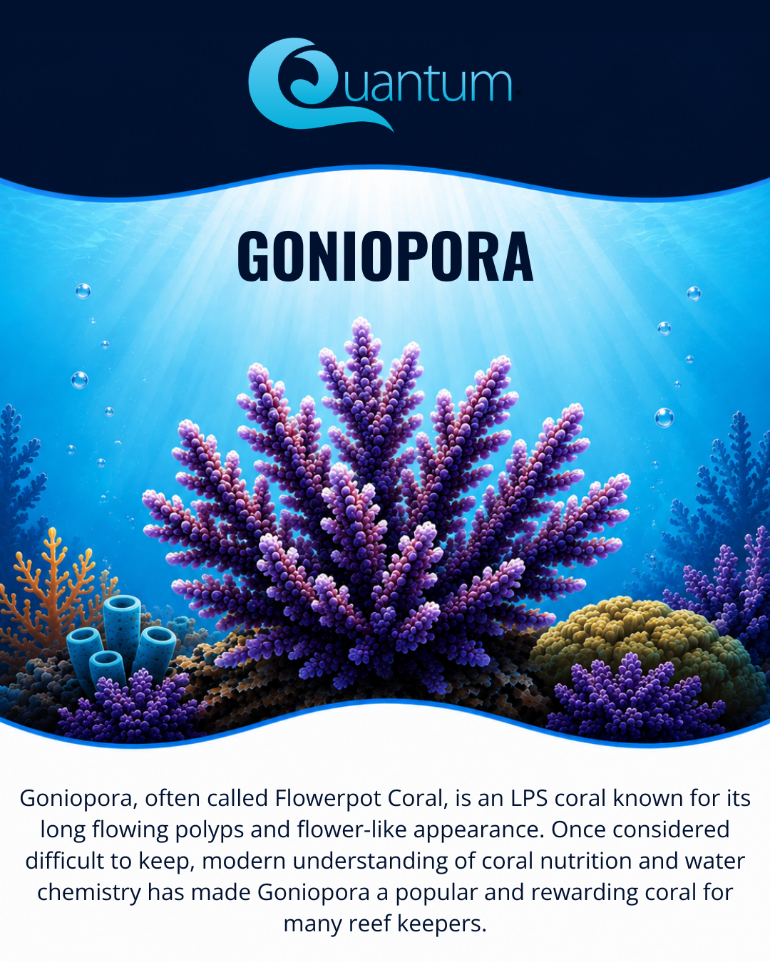 Goniopora