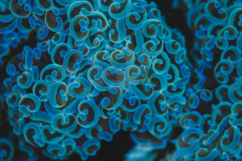🌊 The Rhythm of Reef Feeding — Why Timing Shapes Coral Health