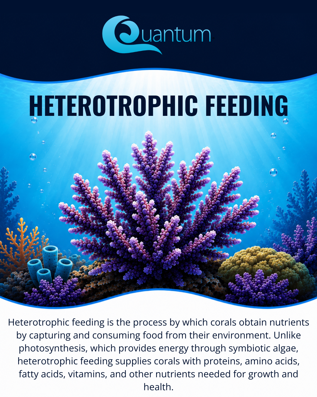 Heterotrophic Feeding