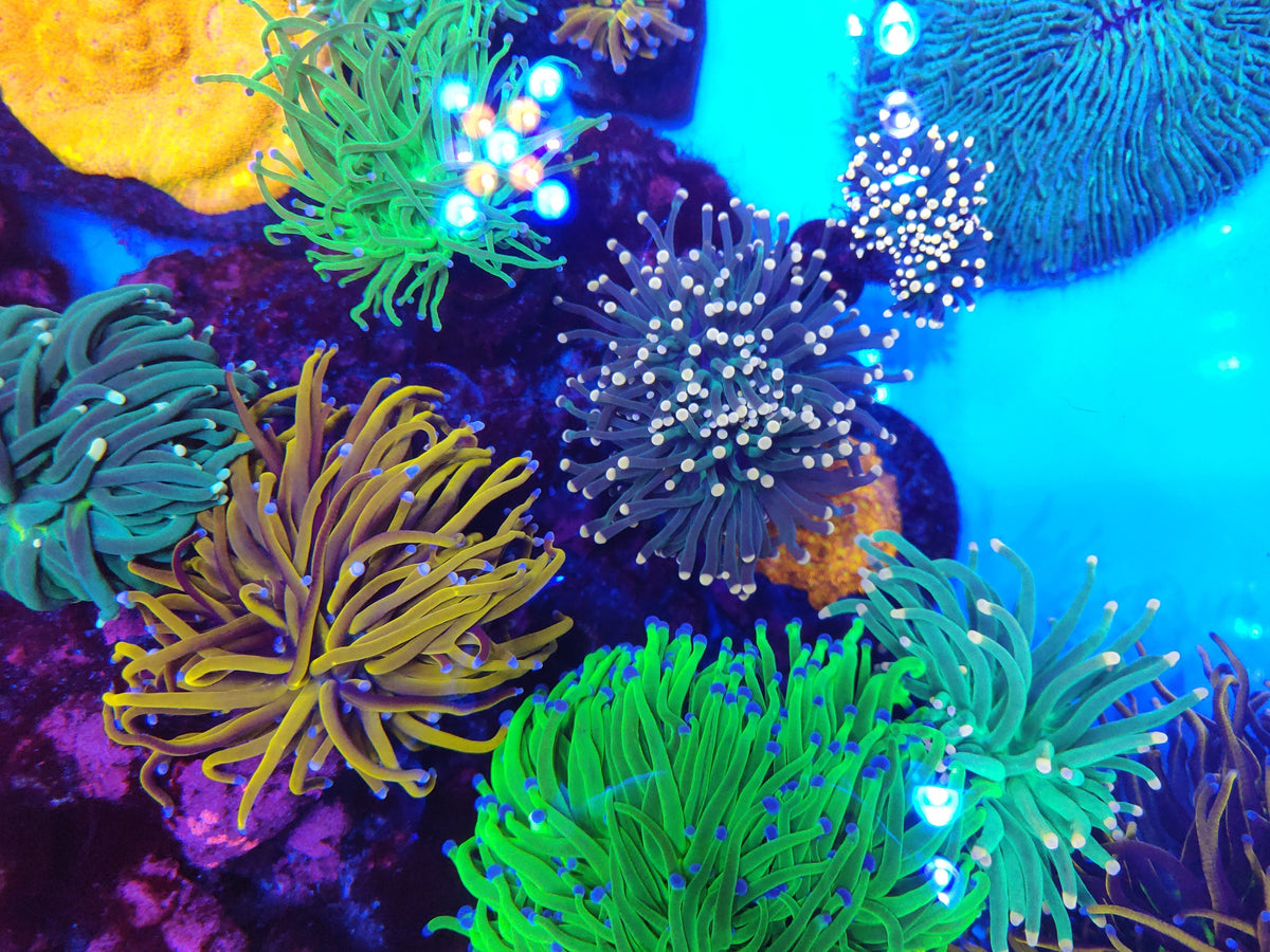Coral Feeding Academy Recap — Your Reef’s Full Feeding Playbook
