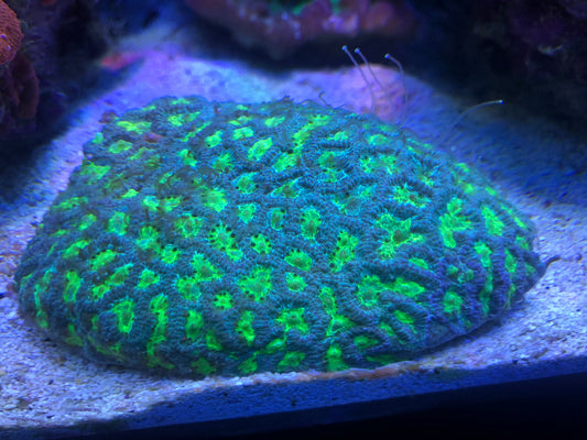 Feeding Frequency Explained — How Often Should You Feed Corals?