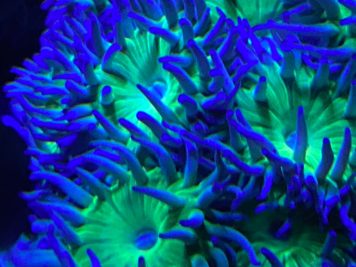 🧪 What Corals Are Really Eating — The Untold Story of Dissolved Nutrition