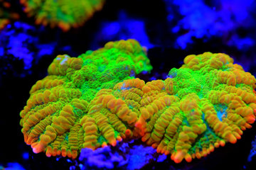 Reef Aquarium Science: Iron and Manganese for Optimal Coral Pigmentation