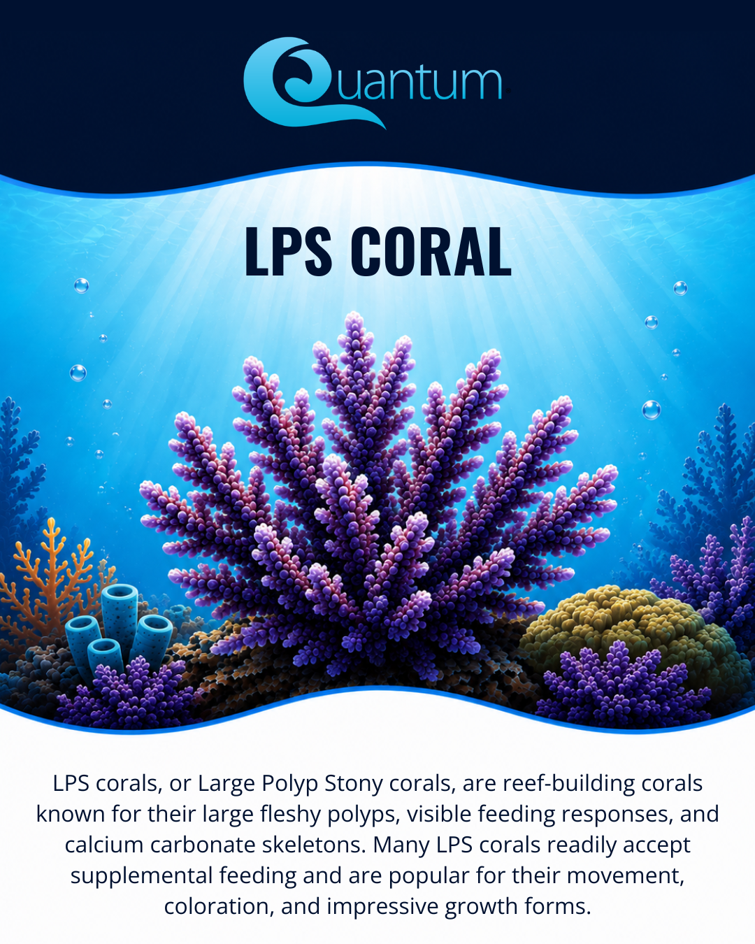 LPS Corals