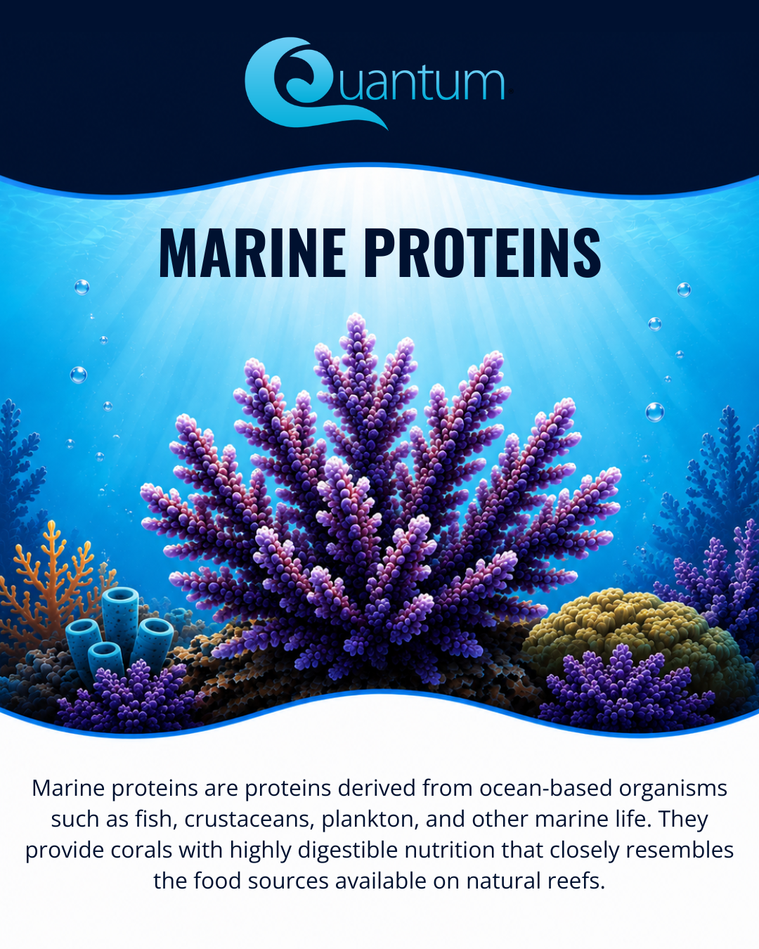 Marine Proteins