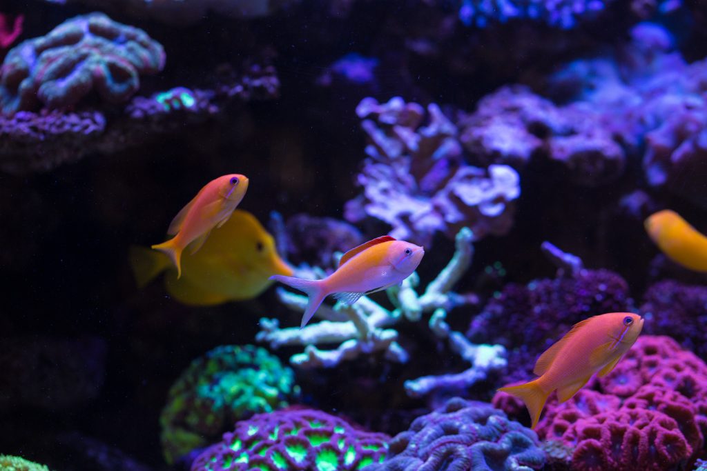 Nitrates in Saltwater Aquariums: Causes, Effects, and How to Control Them