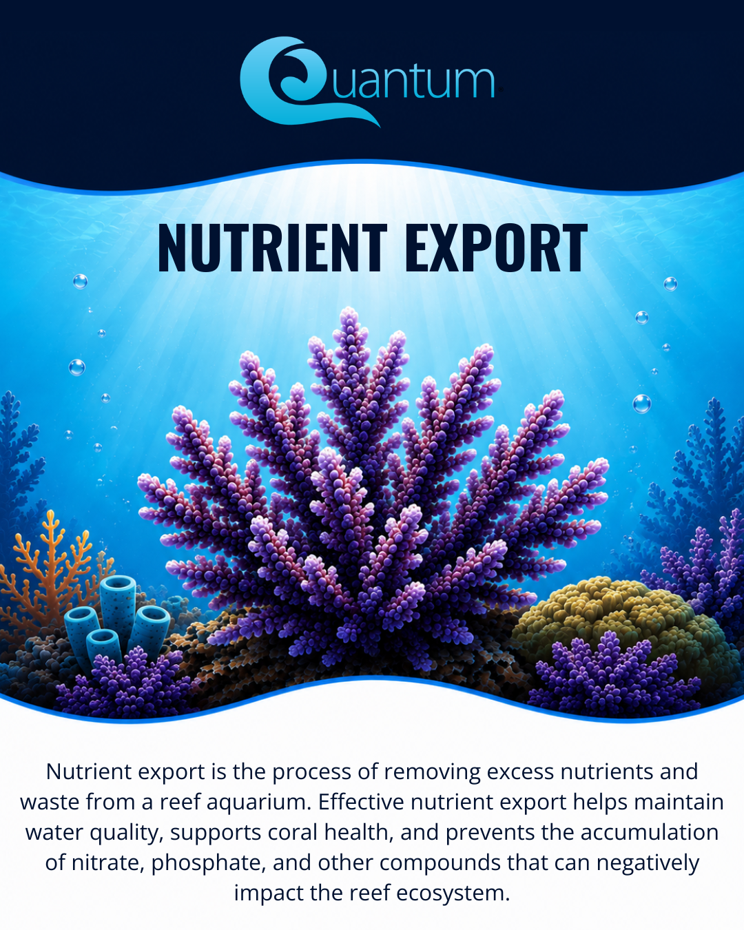 Nutrient Export