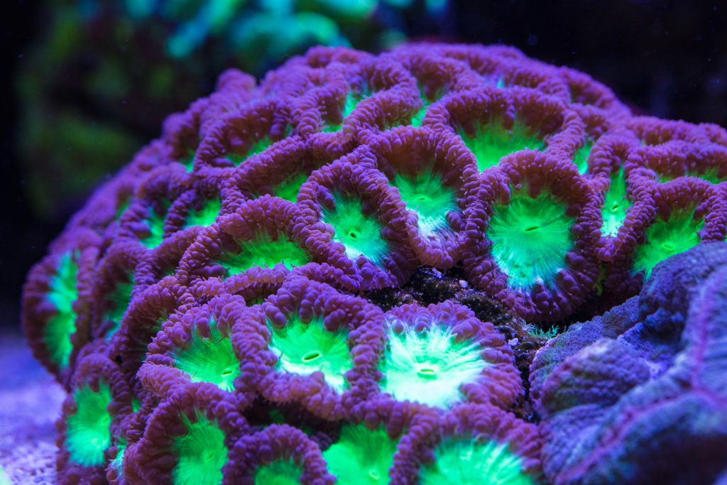 Understanding Phosphate in Aquariums: A Guide to Maintaining a Balanced Ecosystem