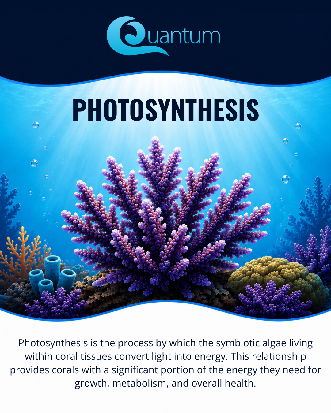 Photosynthesis
