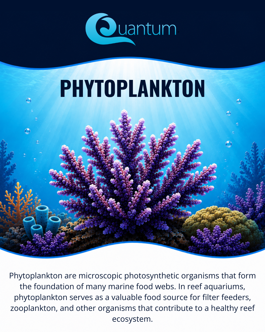 Phytoplankton