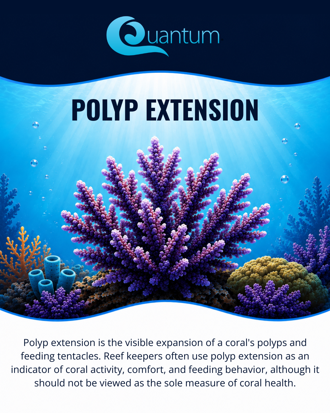 Polyp Extension