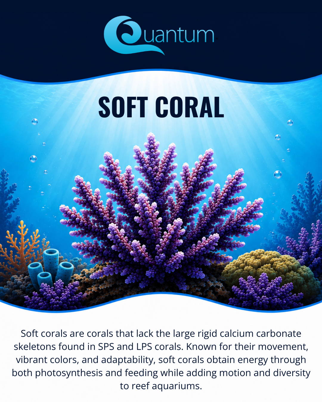 Soft Coral