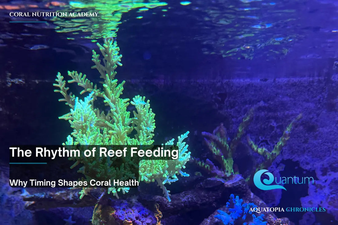 The Rhythm of Reef Feeding — Why Timing Shapes Coral Health