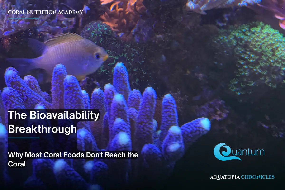 The Bioavailability Breakthrough — Why Most Coral Foods Don’t Reach the Coral