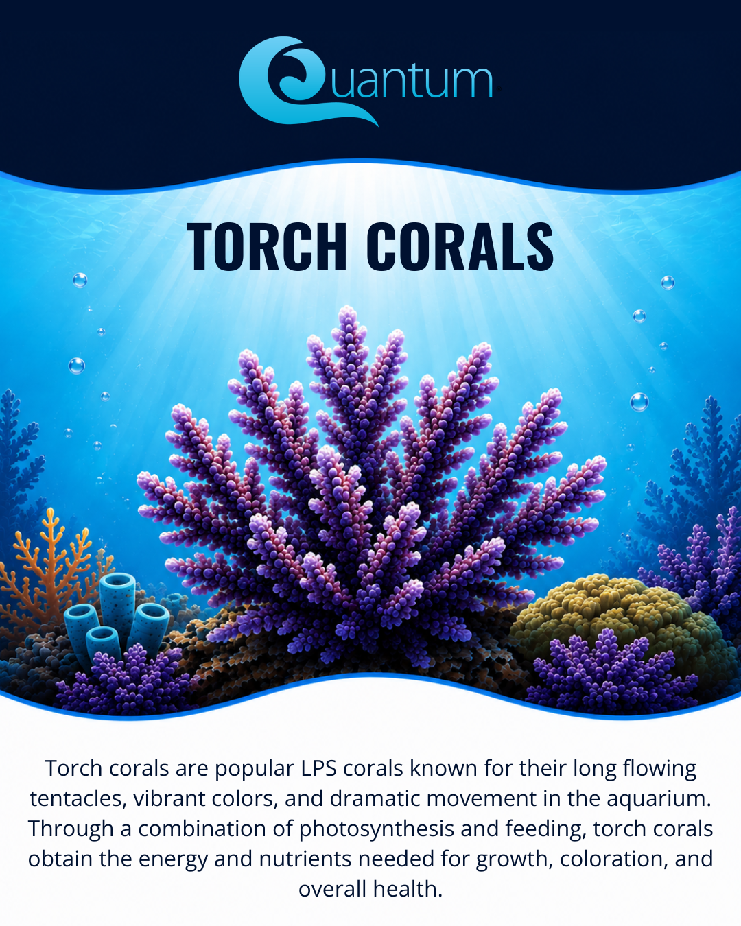 Torch Coral