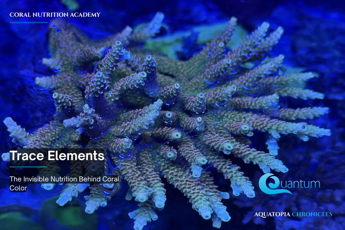 Trace Elements — The Invisible Nutrition Behind Coral Color