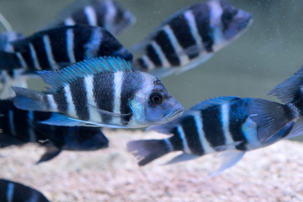 Understanding and Managing Harmful Substances in Aquariums: A Guide to Effective Water Treatment