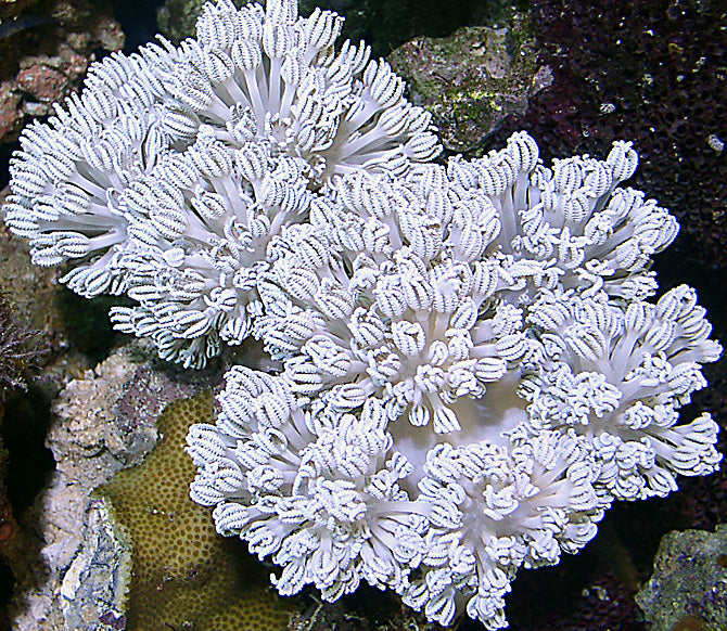 Why Phytoplankton Ignites Coral Feeding Responses