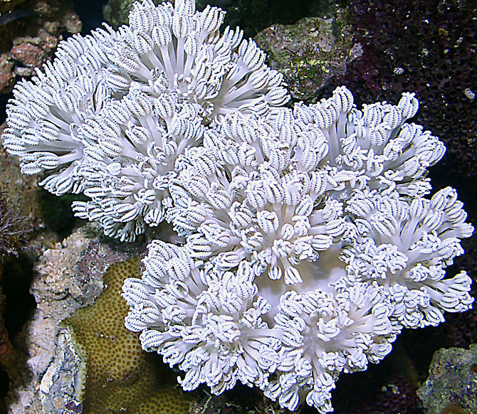 Why Phytoplankton Ignites Coral Feeding Responses