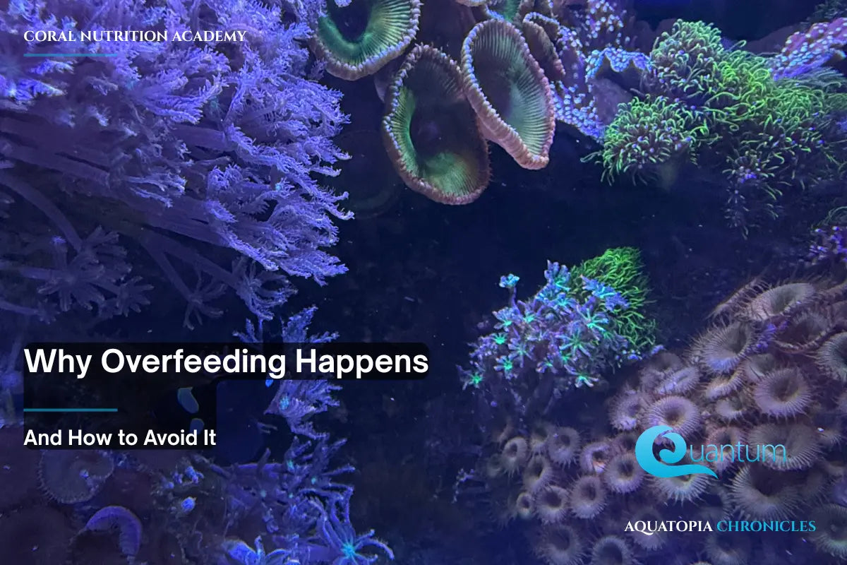 Why Overfeeding Happens — And How to Avoid It