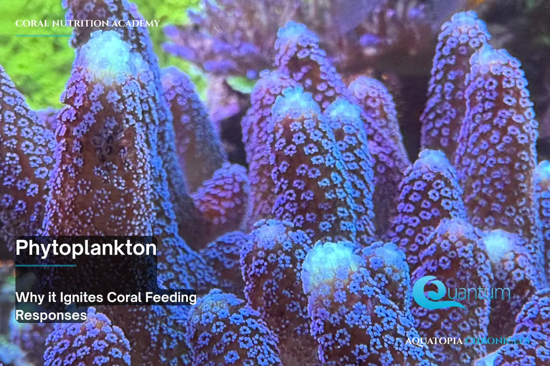 Why Phytoplankton Ignites Coral Feeding Responses