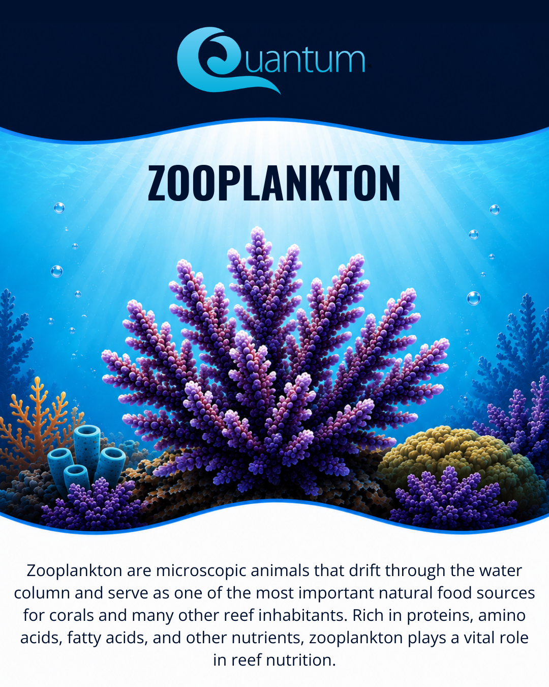 Zooplankton