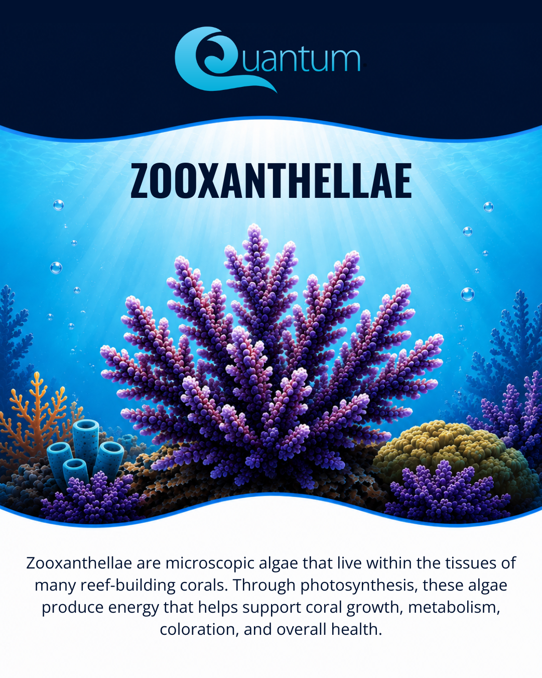 Zooxanthellae