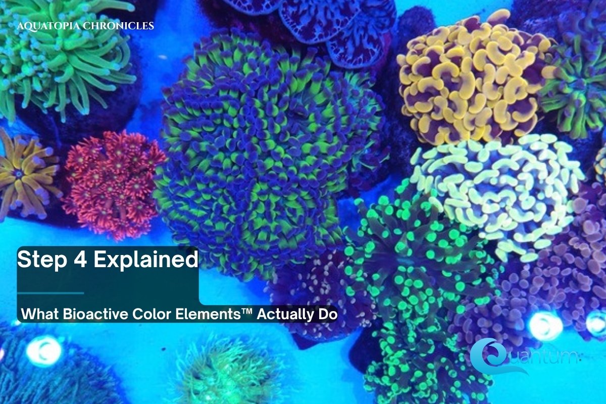 A top-down view of a frag tank packed with colorful corals in orange, purple, green and blue.